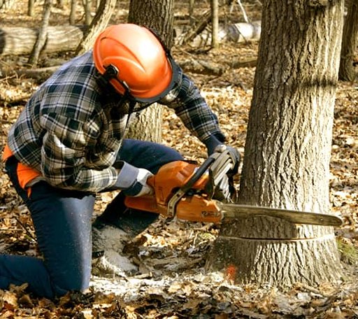 Tree Removal in Duke, OK